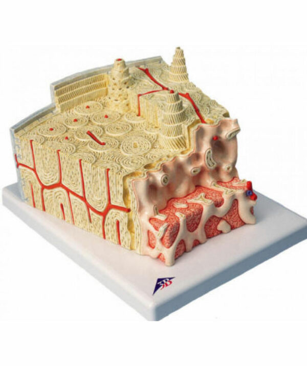 Bone Structure Model – Physio Needs